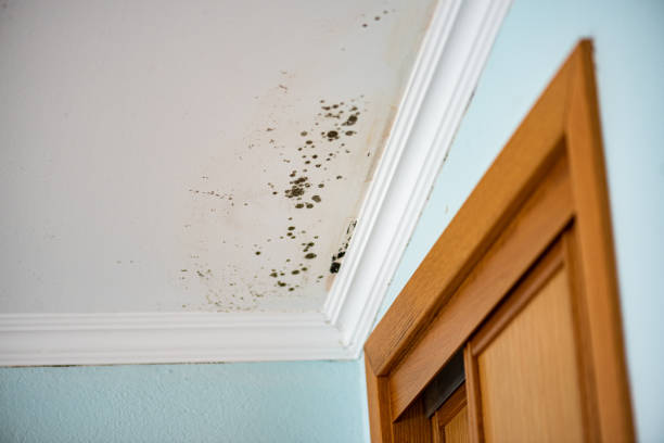 Best Emergency Mold Remediation in Rittman, OH