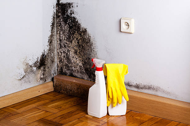 Best Kitchen Mold Remediation in Rittman, OH